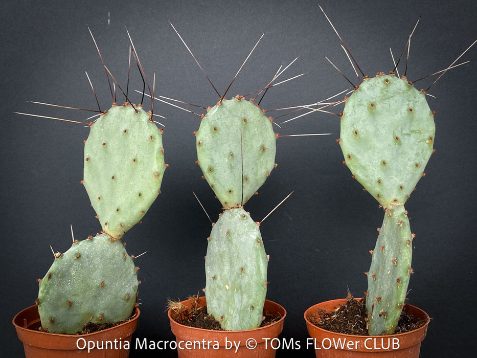 Opuntia Macrocentra
