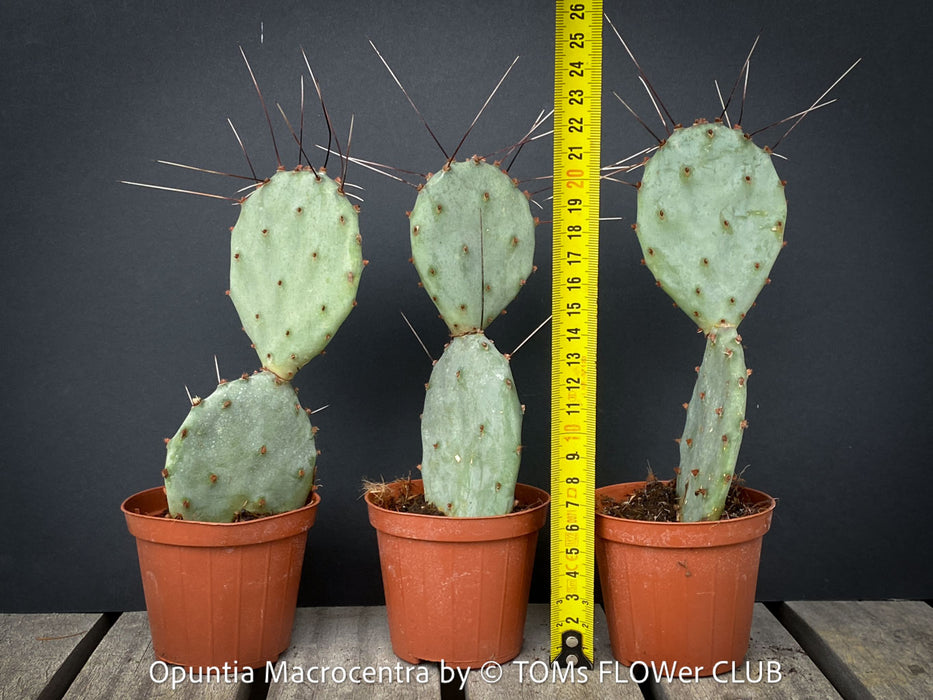 Opuntia Macrocentra