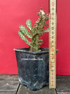 Opuntia monacantha monstruosa albo-pink variegata, organically grown succulent plants for sale, TOMs FLOWer CLUB