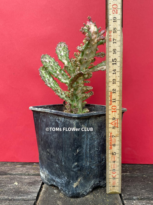 Opuntia monacantha monstruosa albo-pink variegata, organically grown succulent plants for sale, TOMs FLOWer CLUB