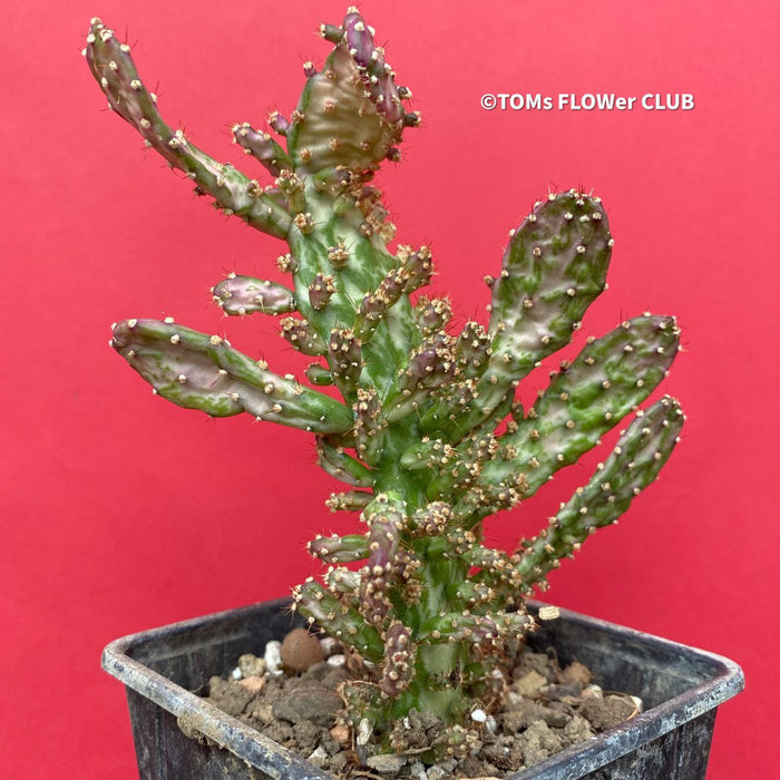 Opuntia monacantha monstruosa albo-pink variegata, organically grown succulent plants for sale, TOMs FLOWer CLUB