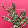 Opuntia monacantha monstruosa albo-pink variegata, organically grown succulent plants for sale, TOMs FLOWer CLUB