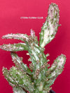 Opuntia monacantha monstruosa albo-pink variegata, organically grown succulent plants for sale, TOMs FLOWer CLUB