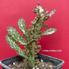 Opuntia monacantha monstruosa albo-pink variegata, organically grown succulent plants for sale, TOMs FLOWer CLUB