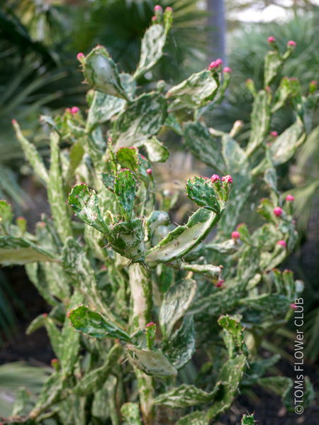 Opuntia monacantha monstruosa albo-pink variegata, organically grown succulent plants for sale, TOMs FLOWer CLUB