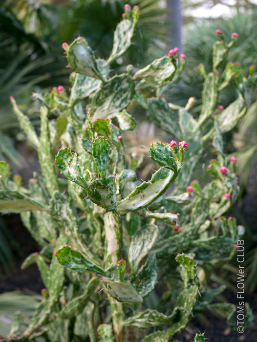 Opuntia monacantha monstruosa albo-pink variegata, organically grown succulent plants for sale, TOMs FLOWer CLUB