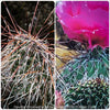 Opuntia Polyacantha Bernalillo, Hystricina Prickly Pear, organically grown hardy, low maintenance succulent plants and cactus for sale at TOMs FLOWer CLUB.