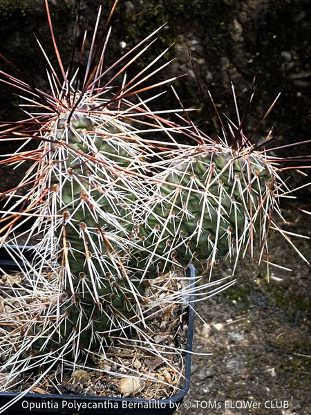 Opuntia Polyacantha Bernalillo, Hystricina Prickly Pear, organically grown hardy, low maintenance succulent plants and cactus for sale at TOMs FLOWer CLUB.