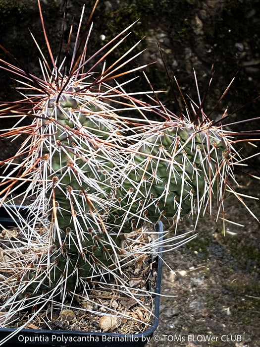 Opuntia Polyacantha Bernalillo, Hystricina Prickly Pear, organically grown hardy, low maintenance succulent plants and cactus for sale at TOMs FLOWer CLUB.