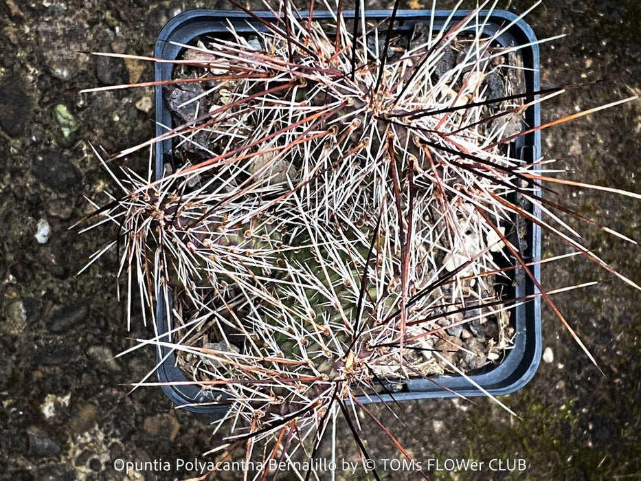 Opuntia Polyacantha Bernalillo, Hystricina Prickly Pear, organically grown hardy, low maintenance succulent plants and cactus for sale at TOMs FLOWer CLUB.
