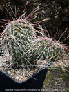 Opuntia Polyacantha Bernalillo, Hystricina Prickly Pear, organically grown hardy, low maintenance succulent plants and cactus for sale at TOMs FLOWer CLUB.