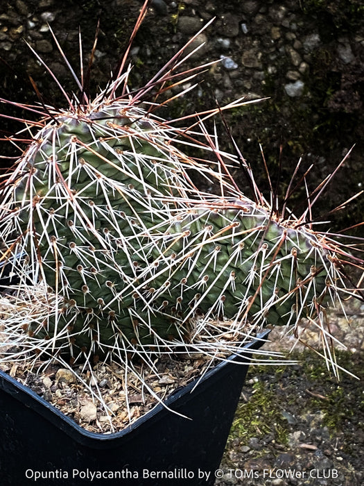 Opuntia Polyacantha Bernalillo, Hystricina Prickly Pear, organically grown hardy, low maintenance succulent plants and cactus for sale at TOMs FLOWer CLUB.