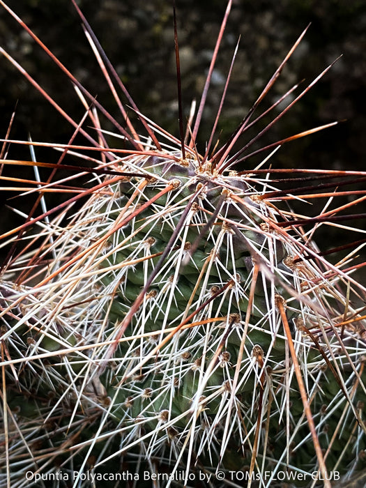 Opuntia Polyacantha Bernalillo, Hystricina Prickly Pear, organically grown hardy, low maintenance succulent plants and cactus for sale at TOMs FLOWer CLUB.