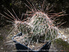 Opuntia Polyacantha Bernalillo, Hystricina Prickly Pear, organically grown hardy, low maintenance succulent plants and cactus for sale at TOMs FLOWer CLUB.