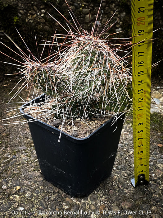 Opuntia Polyacantha Bernalillo, Hystricina Prickly Pear, organically grown hardy, low maintenance succulent plants and cactus for sale at TOMs FLOWer CLUB.