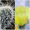 Opuntia polyacantha Erinacea, Grizzly Bear Prickly Pear, organically grown hardy, low maintenance succulent plants and cactus for sale at TOMs FLOWer CLUB.