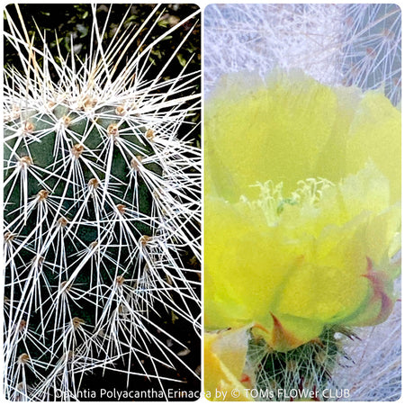 Opuntia polyacantha Erinacea, Grizzly Bear Prickly Pear, organically grown hardy, low maintenance succulent plants and cactus for sale at TOMs FLOWer CLUB.