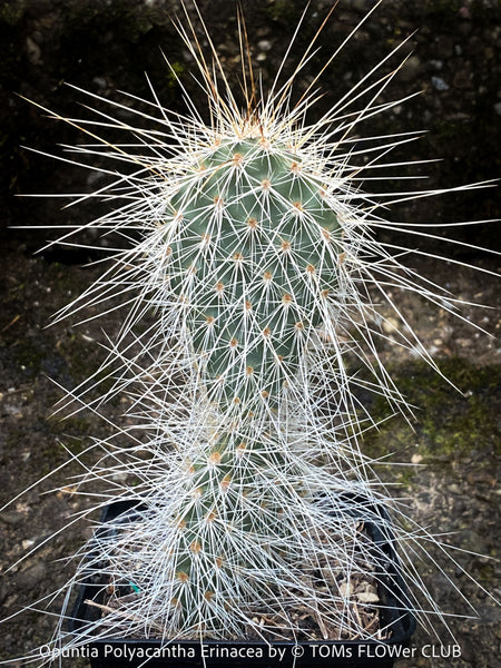 Opuntia polyacantha Erinacea, Grizzly Bear Prickly Pear, organically grown hardy, low maintenance succulent plants and cactus for sale at TOMs FLOWer CLUB.