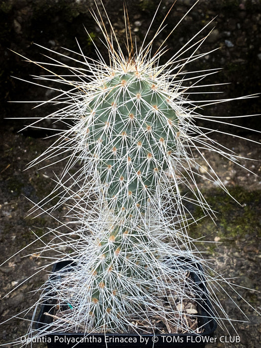 Opuntia polyacantha Erinacea, Grizzly Bear Prickly Pear, organically grown hardy, low maintenance succulent plants and cactus for sale at TOMs FLOWer CLUB.