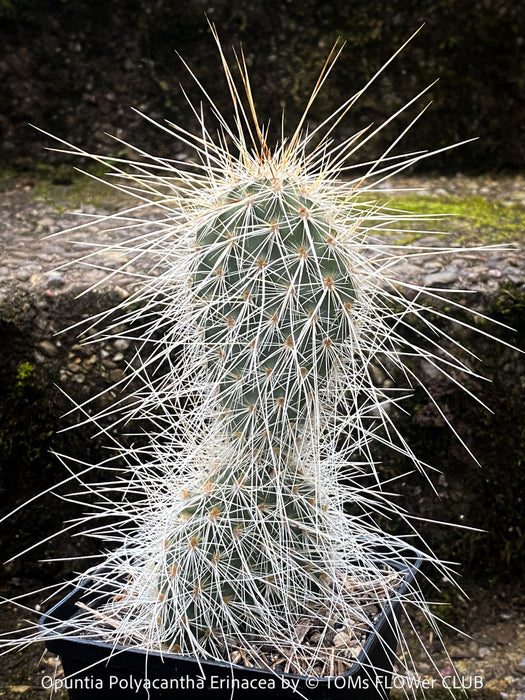 Opuntia polyacantha Erinacea, Grizzly Bear Prickly Pear, organically grown hardy, low maintenance succulent plants and cactus for sale at TOMs FLOWer CLUB.