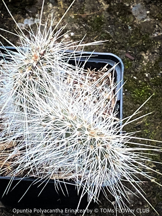 Opuntia polyacantha Erinacea, Grizzly Bear Prickly Pear, organically grown hardy, low maintenance succulent plants and cactus for sale at TOMs FLOWer CLUB.