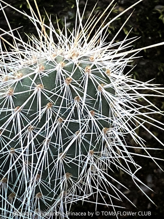 Opuntia polyacantha Erinacea, Grizzly Bear Prickly Pear, organically grown hardy, low maintenance succulent plants and cactus for sale at TOMs FLOWer CLUB.