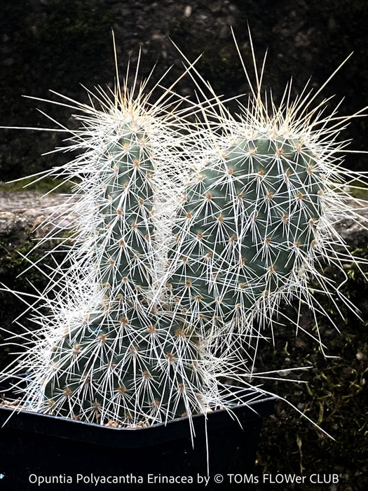 Opuntia polyacantha Erinacea, Grizzly Bear Prickly Pear, organically grown hardy, low maintenance succulent plants and cactus for sale at TOMs FLOWer CLUB.