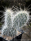 Opuntia polyacantha Erinacea, Grizzly Bear Prickly Pear, organically grown hardy, low maintenance succulent plants and cactus for sale at TOMs FLOWer CLUB.