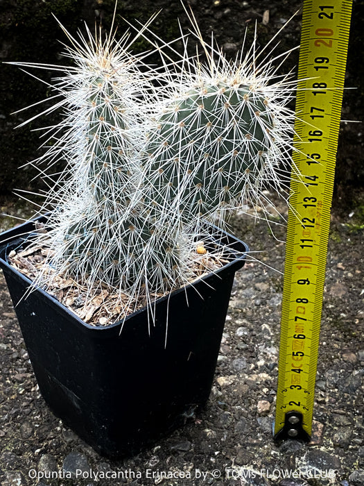 Opuntia polyacantha Erinacea, Grizzly Bear Prickly Pear, organically grown hardy, low maintenance succulent plants and cactus for sale at TOMs FLOWer CLUB.