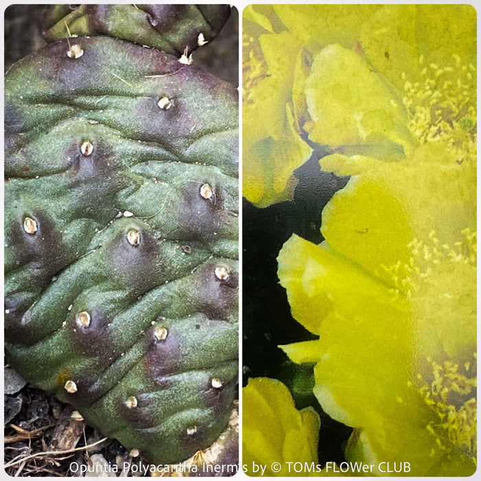 Opuntia Polyacantha Inermis, organically grown hardy, low maintenance succulent plants and cactus for sale at TOMs FLOWer CLUB.