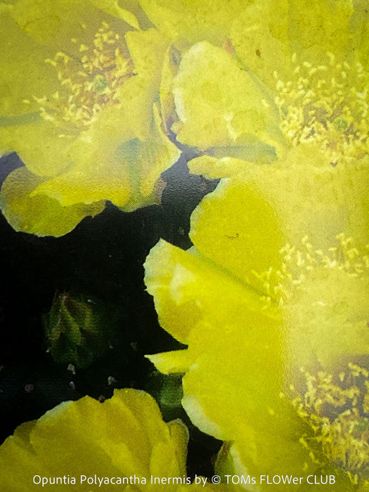 Opuntia Polyacantha Inermis, organically grown hardy, low maintenance succulent plants and cactus for sale at TOMs FLOWer CLUB.