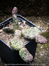 Opuntia Polyacantha Inermis, organically grown hardy, low maintenance succulent plants and cactus for sale at TOMs FLOWer CLUB.