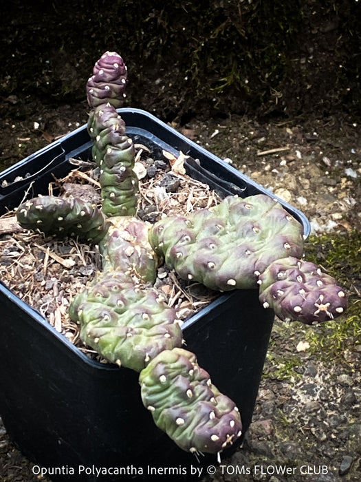 Opuntia Polyacantha Inermis, organically grown hardy, low maintenance succulent plants and cactus for sale at TOMs FLOWer CLUB.