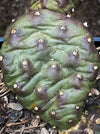 Opuntia Polyacantha Inermis, organically grown hardy, low maintenance succulent plants and cactus for sale at TOMs FLOWer CLUB.