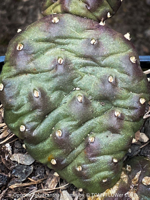 Opuntia Polyacantha Inermis, organically grown hardy, low maintenance succulent plants and cactus for sale at TOMs FLOWer CLUB.