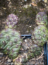 Opuntia Polyacantha Inermis, organically grown hardy, low maintenance succulent plants and cactus for sale at TOMs FLOWer CLUB.