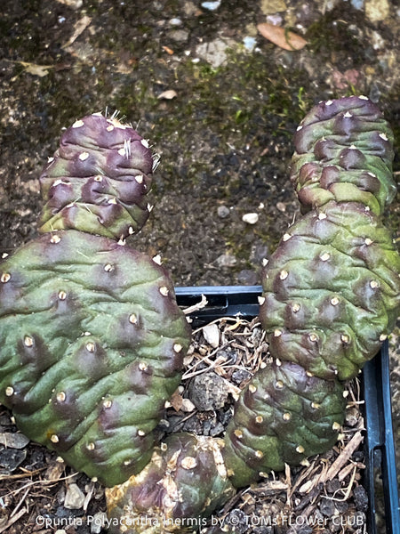 Opuntia Polyacantha Inermis, organically grown hardy, low maintenance succulent plants and cactus for sale at TOMs FLOWer CLUB.