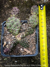 Opuntia Polyacantha Inermis, organically grown hardy, low maintenance succulent plants and cactus for sale at TOMs FLOWer CLUB.