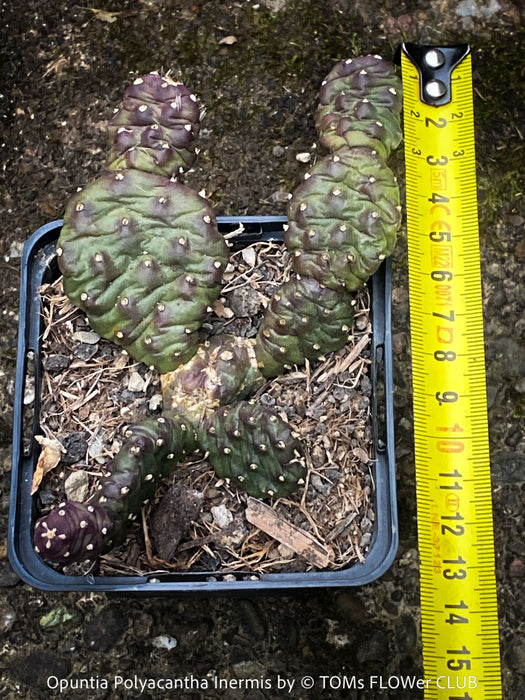 Opuntia Polyacantha Inermis, organically grown hardy, low maintenance succulent plants and cactus for sale at TOMs FLOWer CLUB.