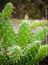 Opuntia Quitensis, red flowering, organically grown succulent plants and cactus for sale at TOMs FLOWer CLUB.