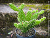 Opuntia Quitensis, red flowering, organically grown succulent plants and cactus for sale at TOMs FLOWer CLUB.