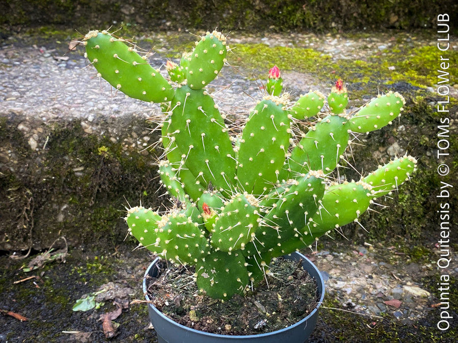 Opuntia Quitensis, red flowering, organically grown succulent plants and cactus for sale at TOMs FLOWer CLUB.