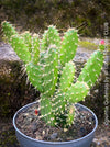 Opuntia Quitensis, red flowering, organically grown succulent plants and cactus for sale at TOMs FLOWer CLUB.