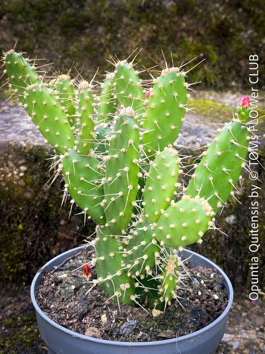 Opuntia Quitensis, red flowering, organically grown succulent plants and cactus for sale at TOMs FLOWer CLUB.