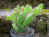 Opuntia Quitensis, red flowering, organically grown succulent plants and cactus for sale at TOMs FLOWer CLUB.