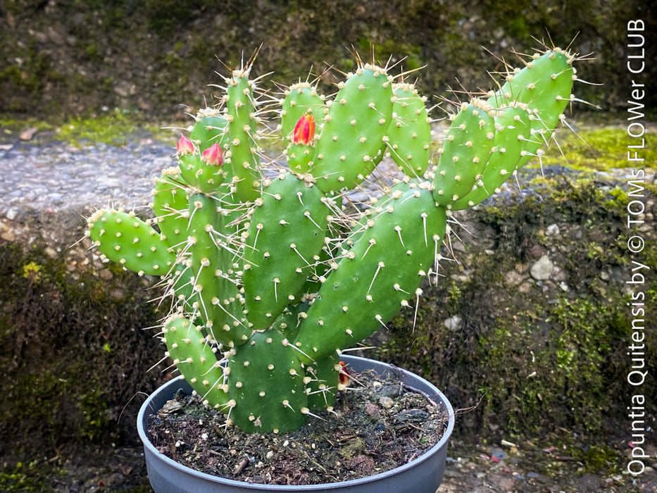 Opuntia Quitensis, red flowering, organically grown succulent plants and cactus for sale at TOMs FLOWer CLUB.