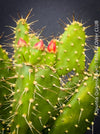 Opuntia Quitensis, red flowering, organically grown succulent plants and cactus for sale at TOMs FLOWer CLUB.