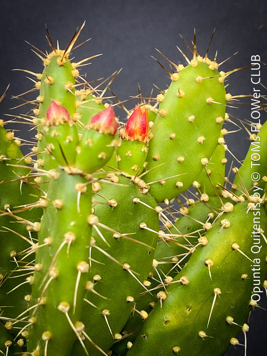 Opuntia Quitensis, red flowering, organically grown succulent plants and cactus for sale at TOMs FLOWer CLUB.
