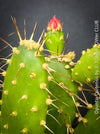 Opuntia Quitensis, red flowering, organically grown succulent plants and cactus for sale at TOMs FLOWer CLUB.