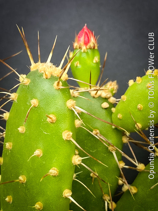 Opuntia Quitensis, red flowering, organically grown succulent plants and cactus for sale at TOMs FLOWer CLUB.
